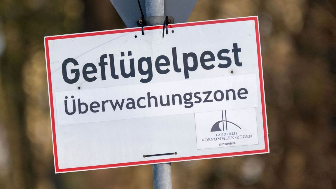 Nach Vogelgrippe-Ausbrüchen in zwei Geflügelhaltungen in Vorpommern mussten rund 150.000 Tiere gekeult werden. (Archivbild)