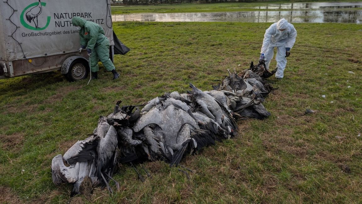 In den deutschen Rastgebieten der Kraniche sterben derzeit viele Tiere an der Vogelgrippe.