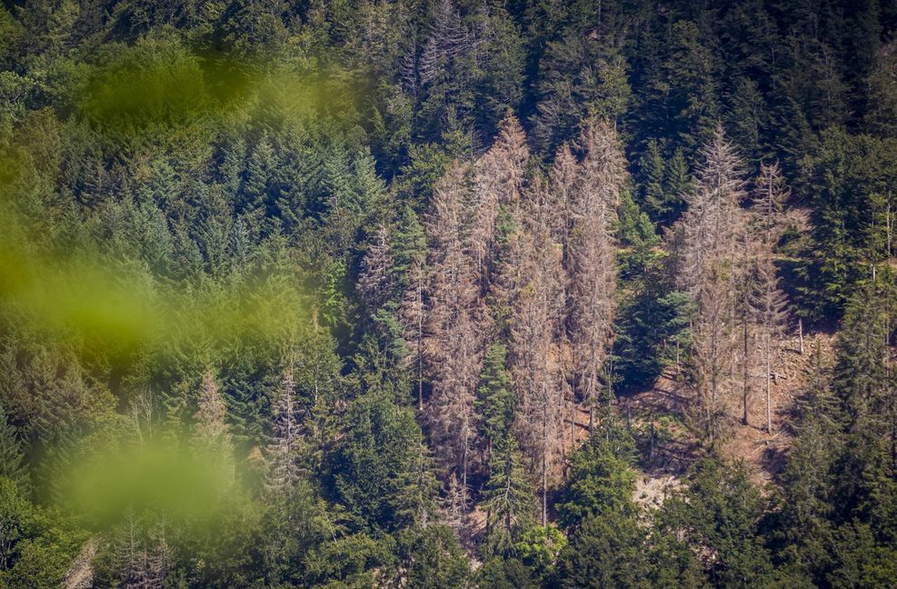 Der schlechte Zustand der Wälder auch in Baden-Württemberg wird auf den Klimawandel zurückgeführt.