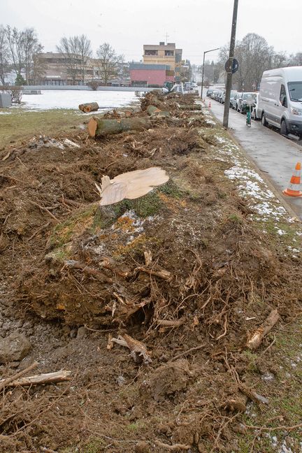Übrig geblieben sind nur Stümpfe, aber auch diese verschwinden. Sobald es die Witterung zulässt, sollen neue Bäume gepflanzt werden. Bild: Haug/z