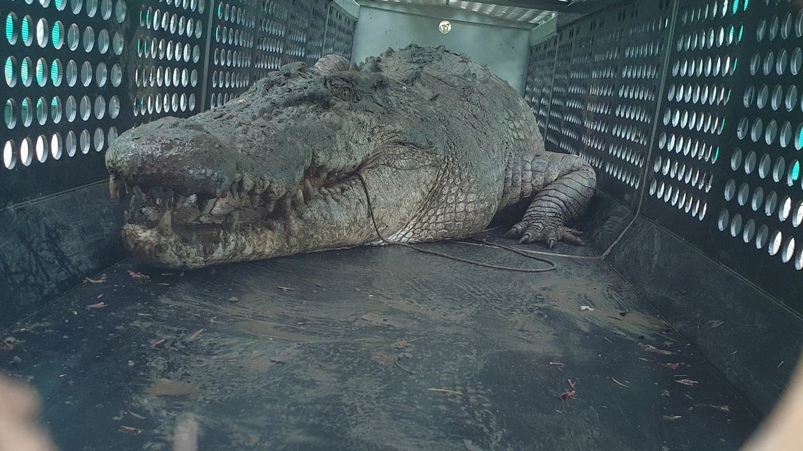 Die gefangenen Krokodile sollen in einer Krokodilfarm oder einem Zoo untergebracht werden.