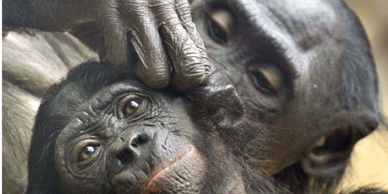 Bonobos: Laut der Weltnaturschutzunion IUCN sind Bonobos stark gefährdet. Die Menschenaffen leben vor allem im tropischen Regenwald der Demokratischen Republik Kongo – Bestand: 15.000 bis 20.000.