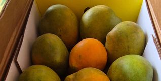 Die Mangos sind heiß begehrt.