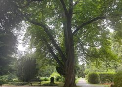 Ein schattiges Plätzchen: der alte Friedhof in Sindelfingen.