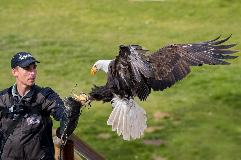 Weißkopfadler präsentieren die Falkner bei der Flugshow.