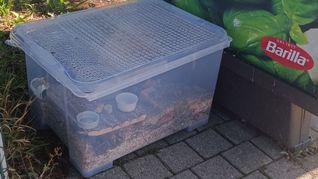 Der Hamster hatte offenbar mehrere Tage keinen Zugang zu Nahrung und Flüssigkeit.