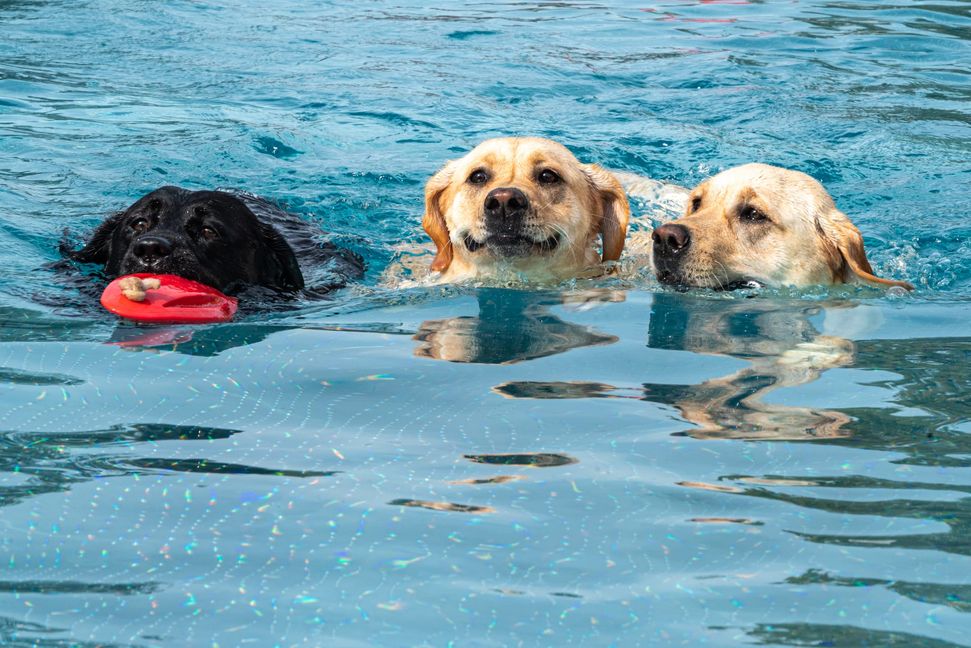 Im Team schwimmt es sich besser.