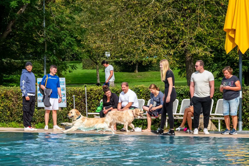 Golden Retriever Joy hat viel Spaß im Wasser.