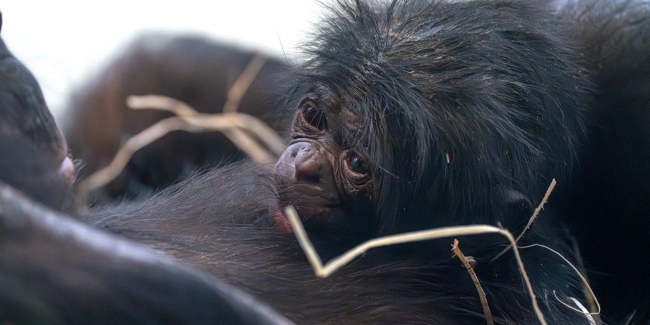 Der neugeborene Bonobo kuschelt sich eng an seine Mutter Chipita.