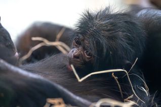 Der neugeborene Bonobo kuschelt sich eng an seine Mutter Chipita.
