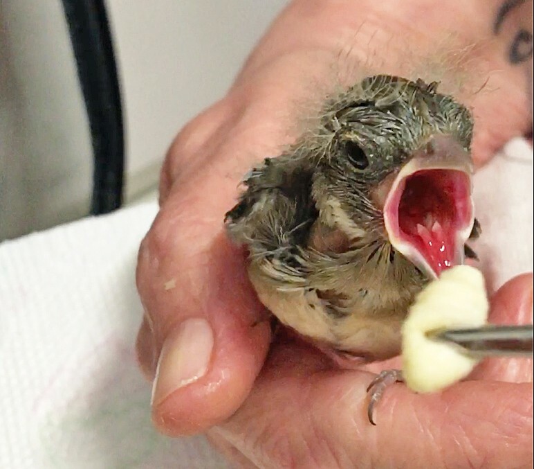 vogelpflege