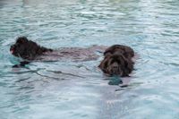 Viel Spaß für Mensch und Tier beim Hundeschwimmen in Sindelfingen.