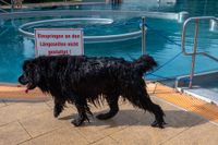 Viel Spaß für Mensch und Tier beim Hundeschwimmen in Sindelfingen.