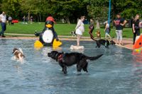 Viel Spaß für Mensch und Tier beim Hundeschwimmen in Sindelfingen.