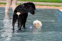 Viel Spaß für Mensch und Tier beim Hundeschwimmen in Sindelfingen.