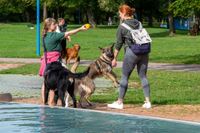 Viel Spaß für Mensch und Tier beim Hundeschwimmen in Sindelfingen.