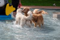 Viel Spaß für Mensch und Tier beim Hundeschwimmen in Sindelfingen.