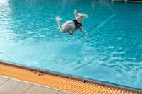 Viel Spaß für Mensch und Tier beim Hundeschwimmen in Sindelfingen.
