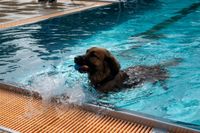 Viel Spaß für Mensch und Tier beim Hundeschwimmen in Sindelfingen.