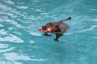 Viel Spaß für Mensch und Tier beim Hundeschwimmen in Sindelfingen.