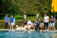 Viel Spaß für Mensch und Tier beim Hundeschwimmen in Sindelfingen.