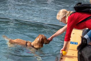 Viel Spaß für Mensch und Tier beim Hundeschwimmen in Sindelfingen.