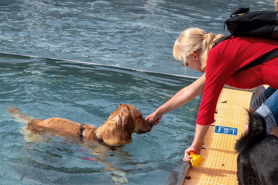 Viel Spaß für Mensch und Tier beim Hundeschwimmen in Sindelfingen.