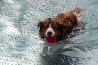 Viel Spaß für Mensch und Tier beim Hundeschwimmen in Sindelfingen.