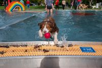 Viel Spaß für Mensch und Tier beim Hundeschwimmen in Sindelfingen.