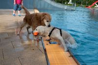 Viel Spaß für Mensch und Tier beim Hundeschwimmen in Sindelfingen.