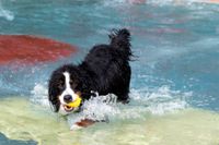 Viel Spaß für Mensch und Tier beim Hundeschwimmen in Sindelfingen.