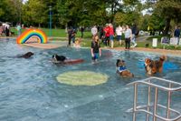 Viel Spaß für Mensch und Tier beim Hundeschwimmen in Sindelfingen.