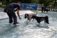 Viel Spaß für Mensch und Tier beim Hundeschwimmen in Sindelfingen.