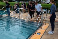 Viel Spaß für Mensch und Tier beim Hundeschwimmen in Sindelfingen.