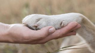 Warum Hunde einmalig sind? Sie  sind Spielgefährten, Lebensbegleiter, Kind-Ersatz, Mittel gegen Einsamkeit und werden geliebt  wegen ihrer bedingungslosen Treue.