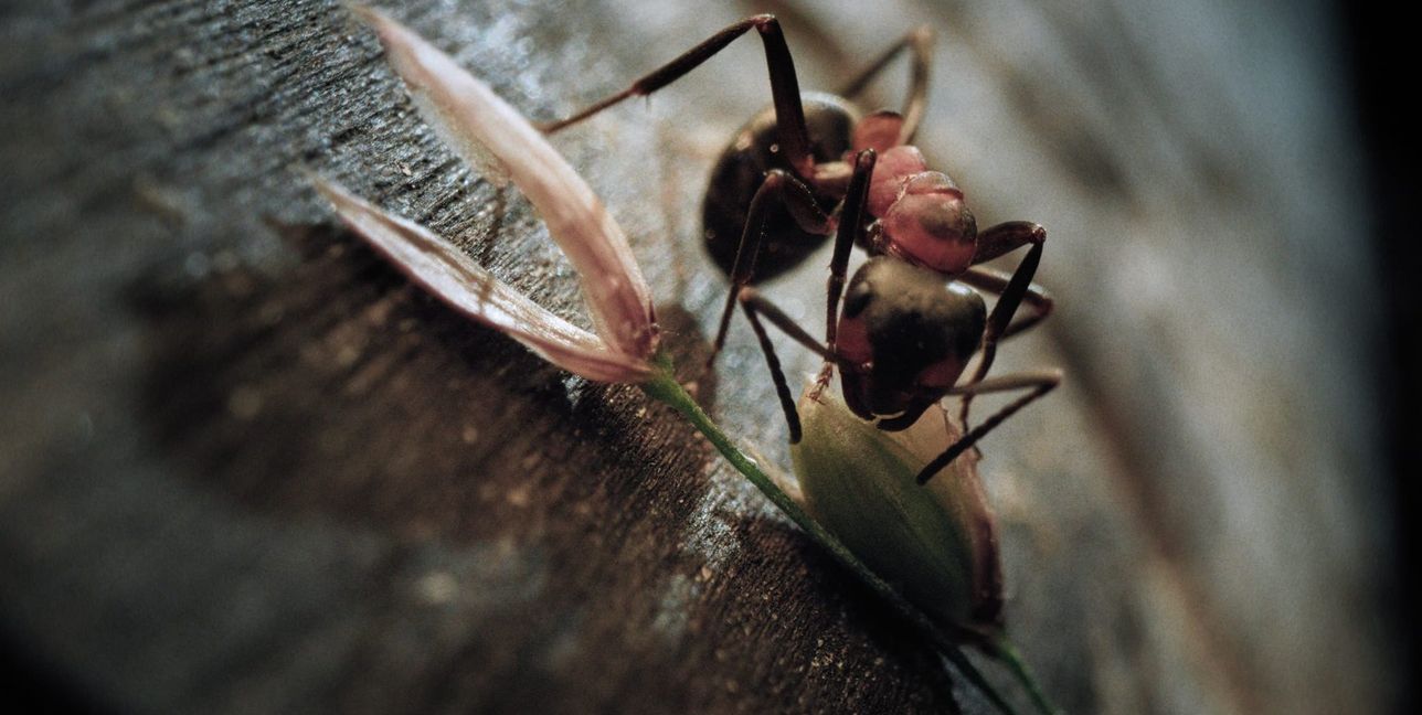 Insekten: Klein aber oho.