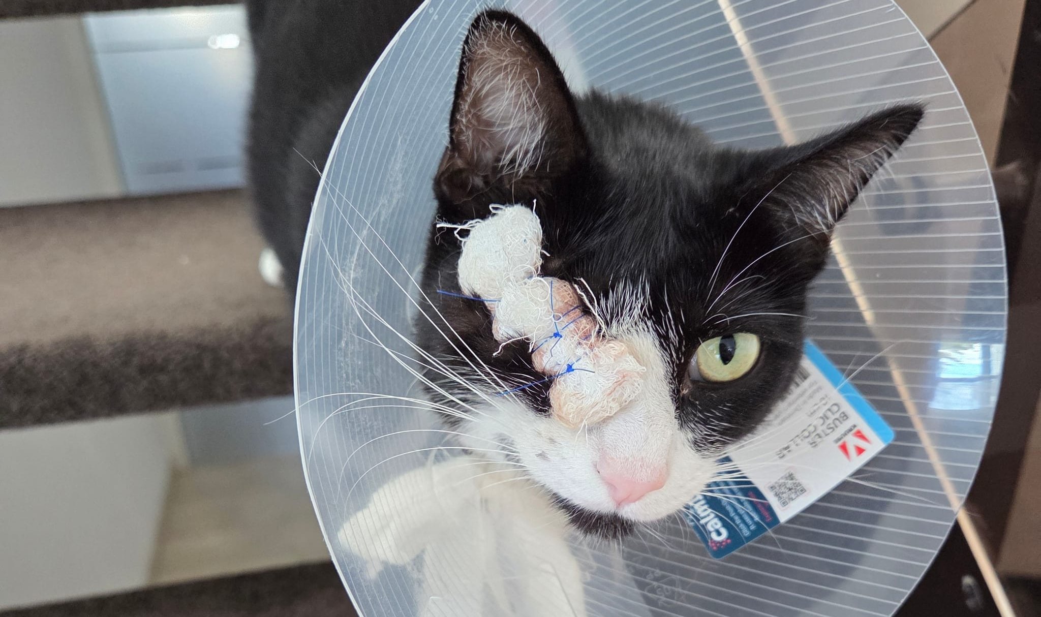 Katze Lilly hat bei dem Angriff ihr rechtes Auge verloren.