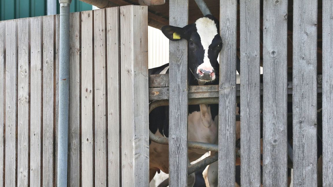 Bereits im Jahr 2019 war gegen den Betrieb im Allgäu ermittelt worden.