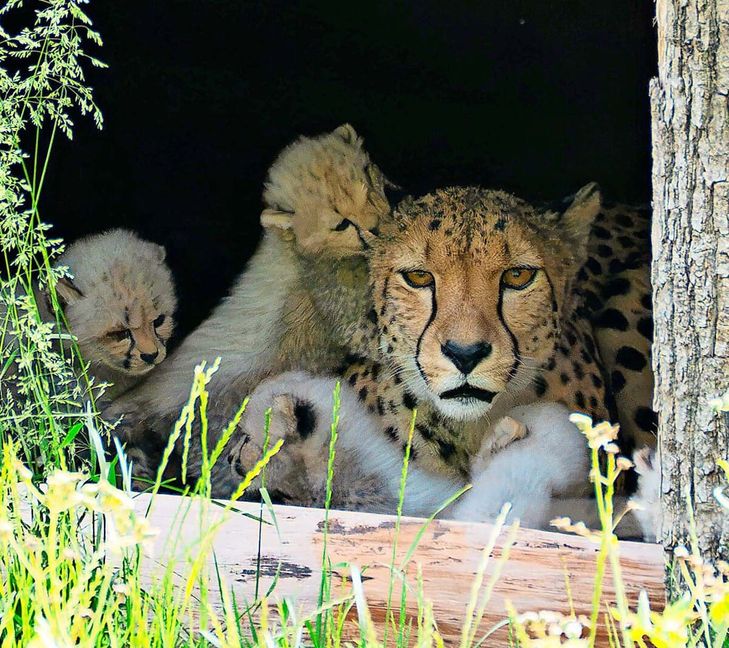 Gepardin Niara mit ihrem Nachwuchs in der Wilhelma.