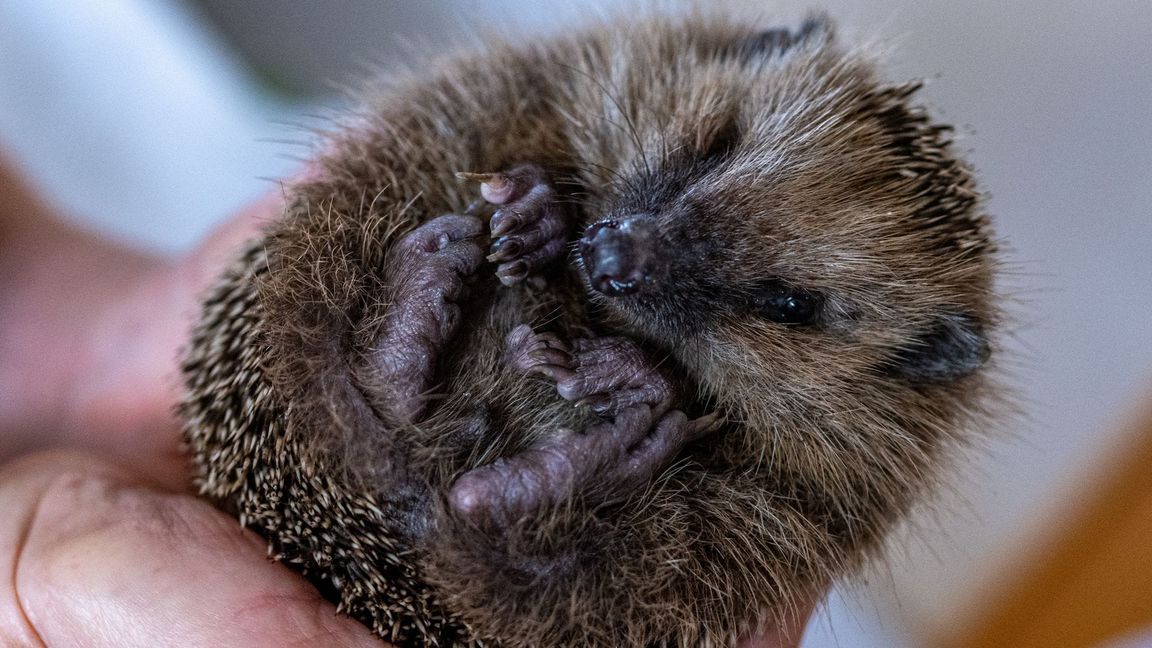 Die Igelstation des Freiburger Tierheims kümmere sich nun um die ausgesetzten Tiere. (Symbolbild)