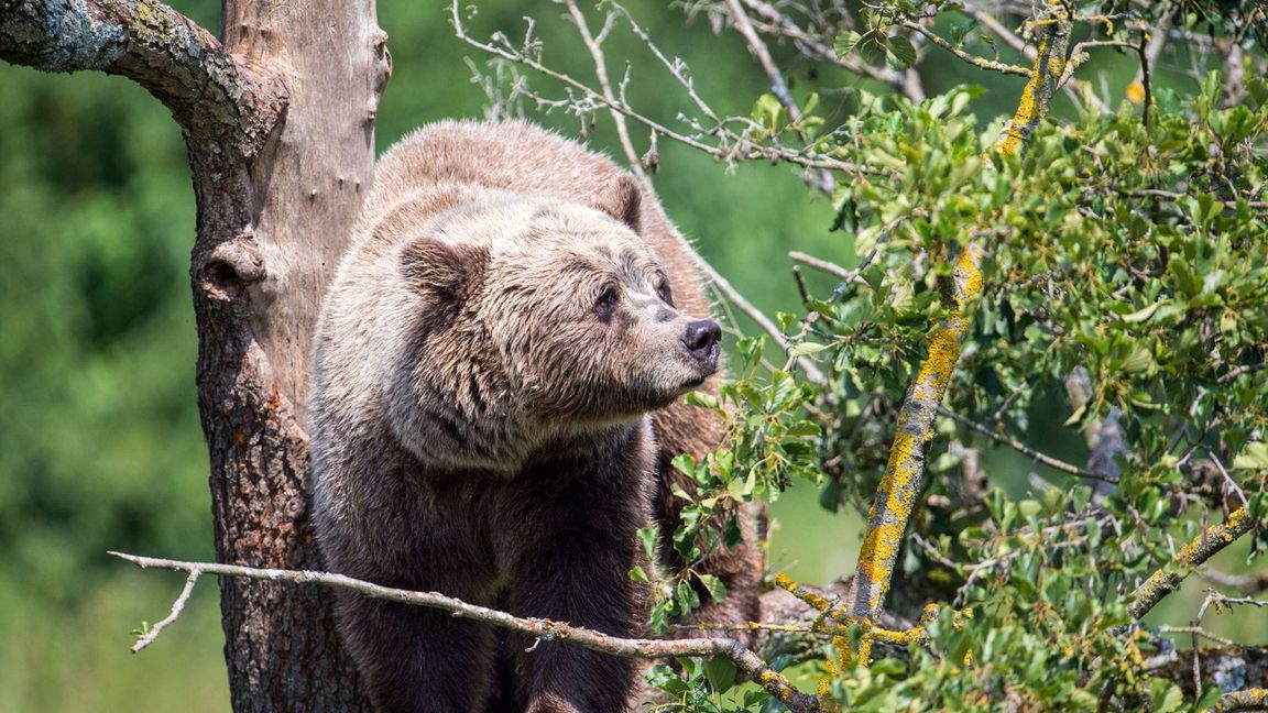 Ein Braunbär – in Rumänien kommen die Tiere in freier Wildbahn häufiger vor. (Symbolbild)