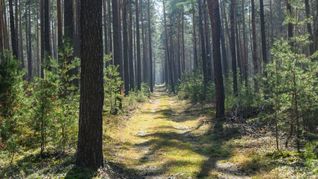 Trockene Wälder wie etwa die Kiefernwälder in Brandenburg haben oft eine hohe Waldbrandgefährdung.