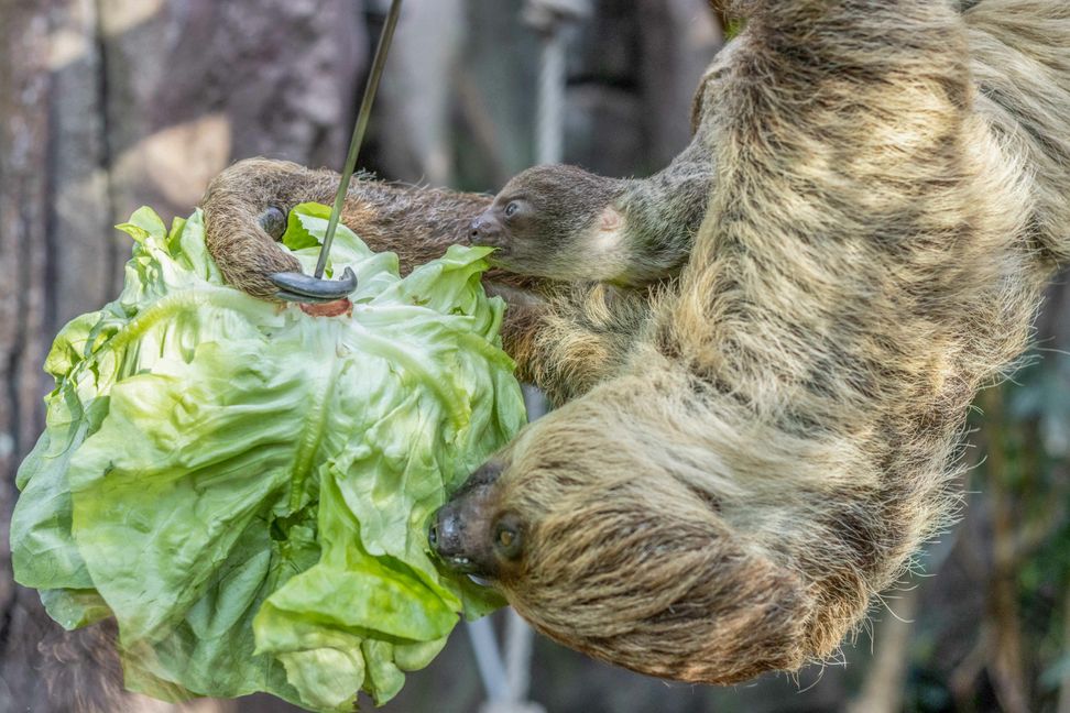 Zweifingerfaultier-Weibchen Edeka mit ihrem Nachwuchs im Amazonienhaus der Wilhelma in Stuttgart.