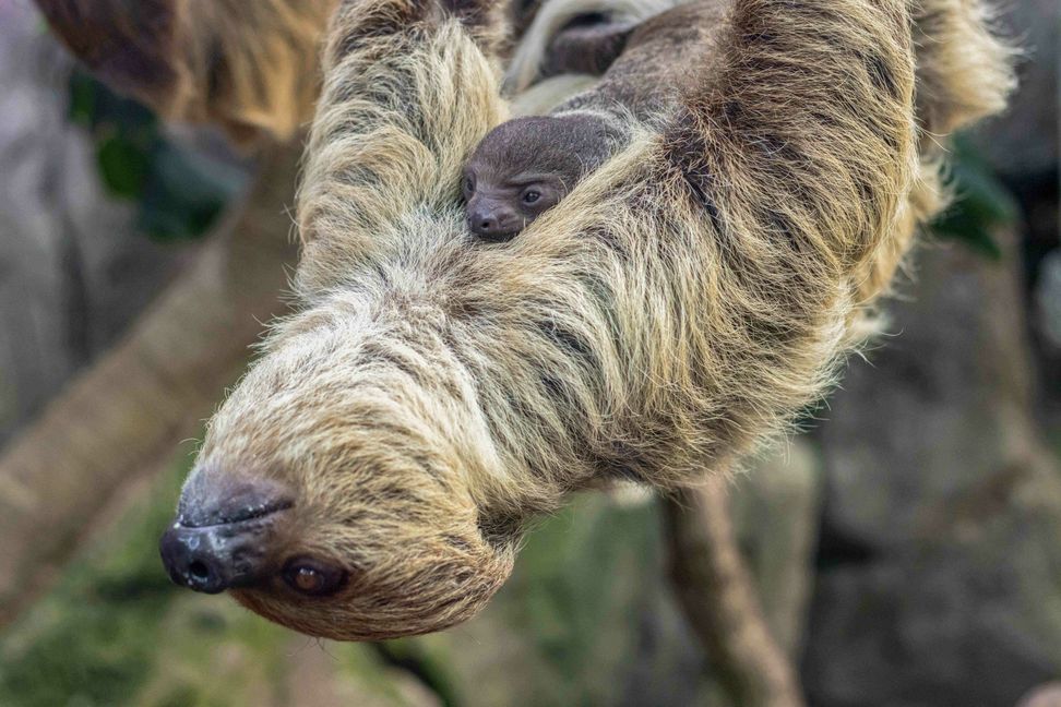 Zweifingerfaultier-Weibchen Edeka mit ihrem Nachwuchs im Amazonienhaus der Wilhelma in Stuttgart.