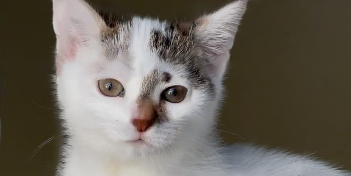 Dieses Jahr im Januar wurden 115 Katzen aus einer kleinen Wohnung gerettet.