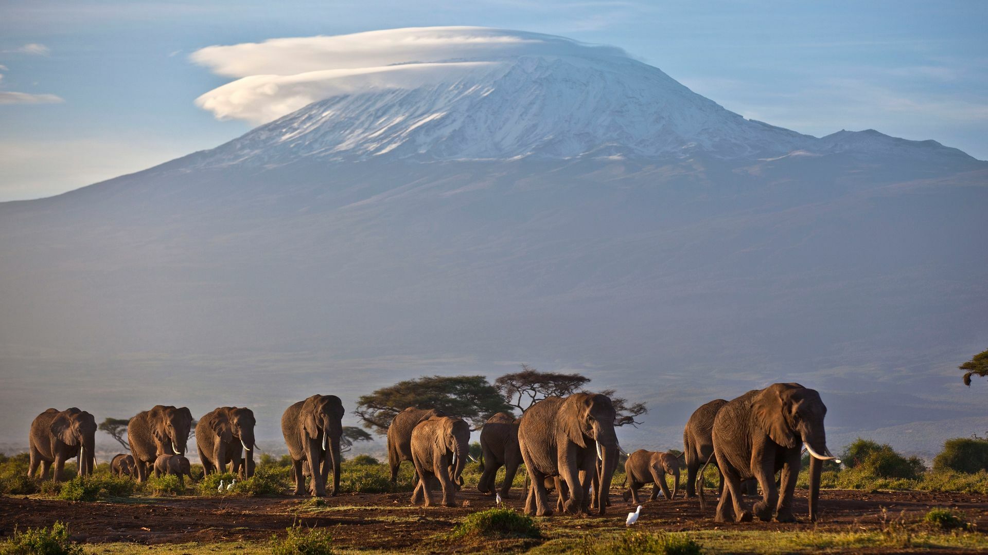 Eine Elefantenherde streift bei Sonnenaufgang im Amboseli-Nationalpark über eine Ebene.