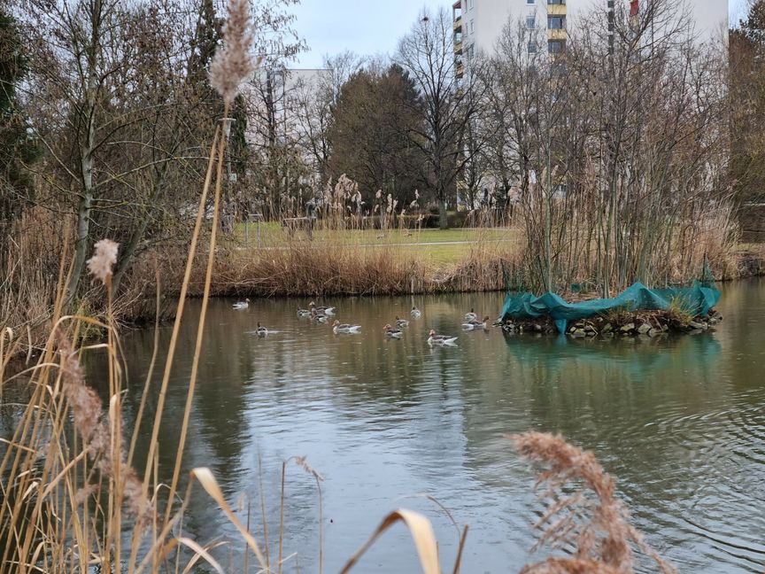 Die Böblinger Gänse-Geschichte geht weiter: Allen bisherigen Vergrämungsmaßnahmen, die die Stadt in den vergangenen Jahren durchgeführt hat, zum Trotz, tummeln sich jetzt bereits im Februar wieder mehr als 30 dieser Wasservögel auf dem Oberen See. Bild: Hamann