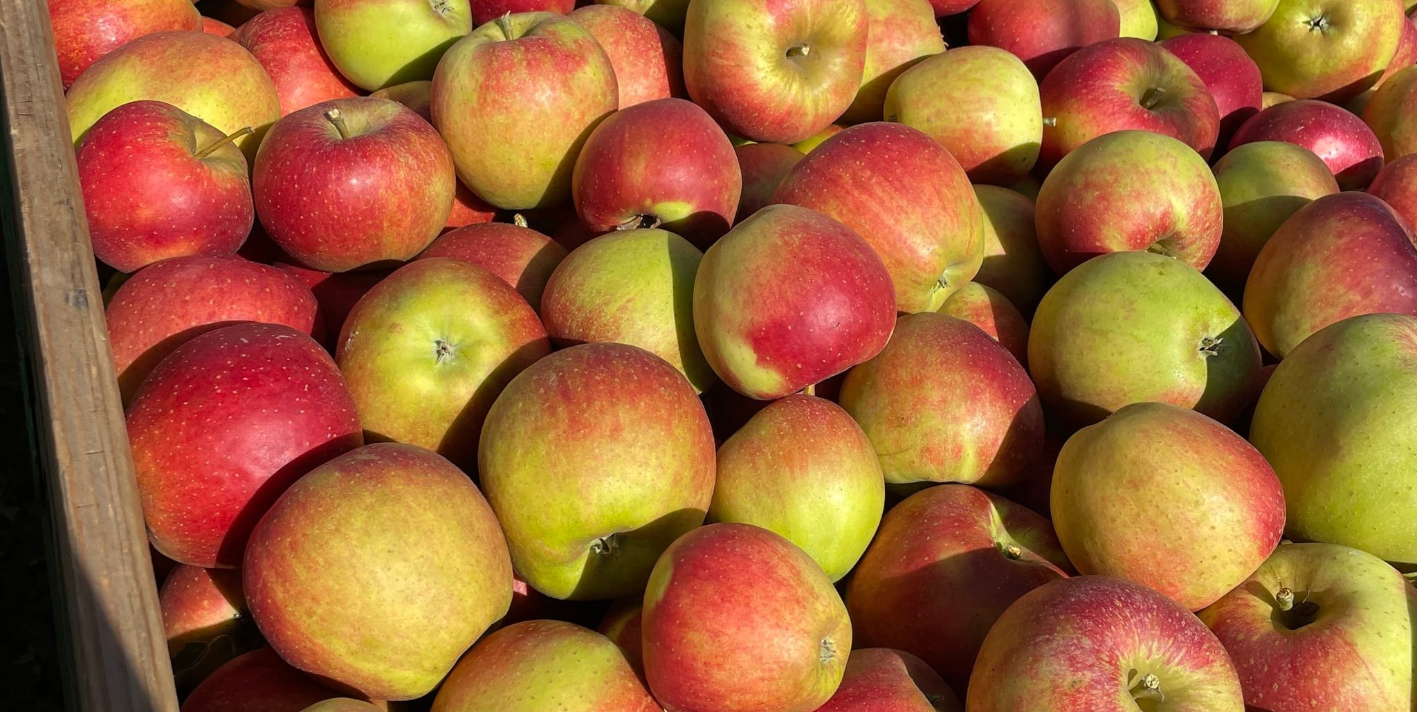 Nur Obst von entsprechend markierten Bäumen dürfen gepflückt werden.