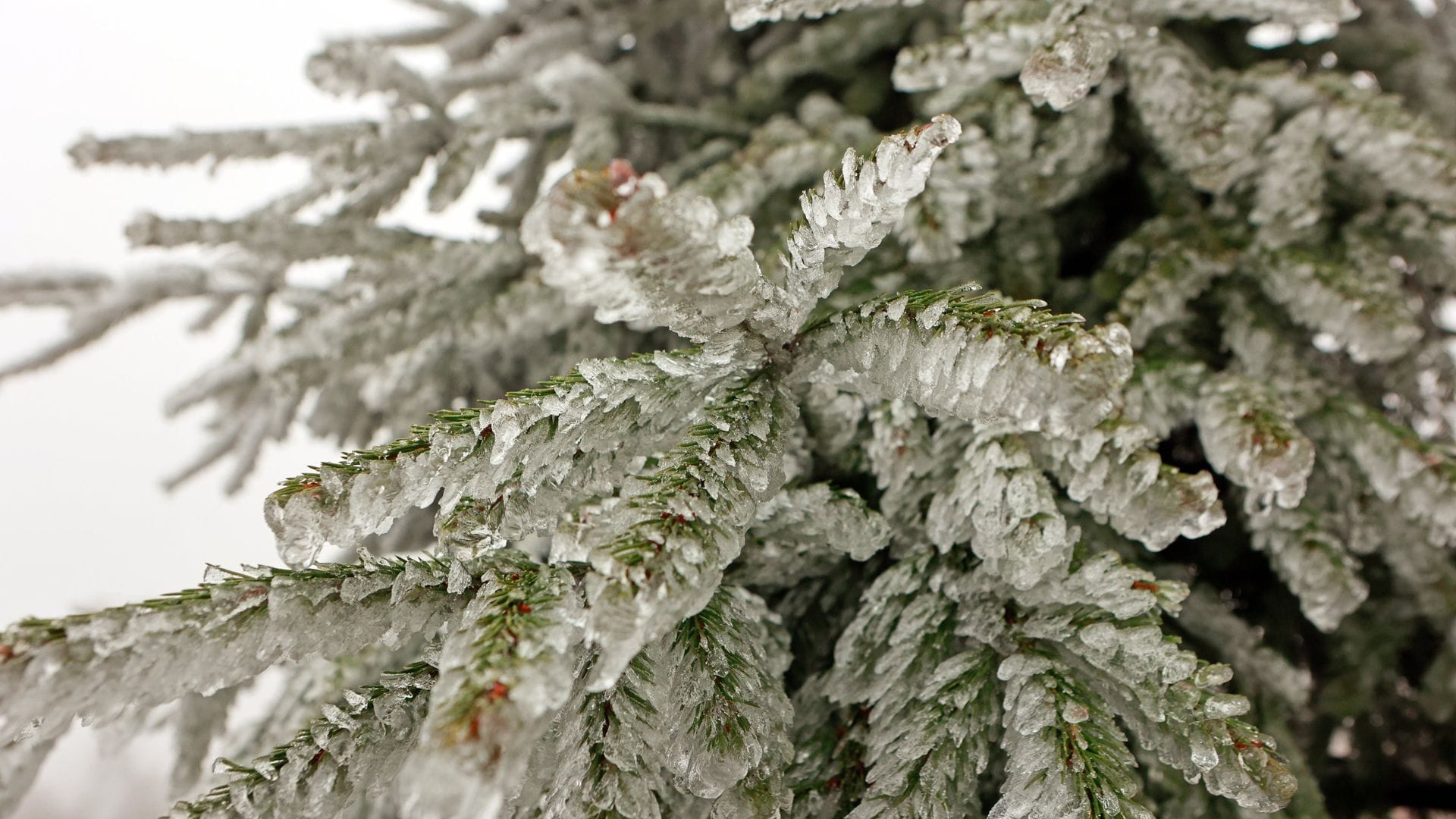 Raureif an Fichtenzweigen:  Für die Hochlagen der Mittelgebirge ist der erste Schnee angekündigt worden.