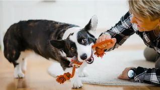 Für eine gute Beziehung zum eigenen Hund wird Spielen empfohlen - eine Studie stützt diesen Rat.